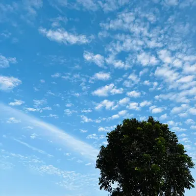 A lone tree stands silhouetted against a bright blue sky, scattered with soft, cotton-like clouds.